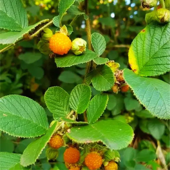 Forest Fruits