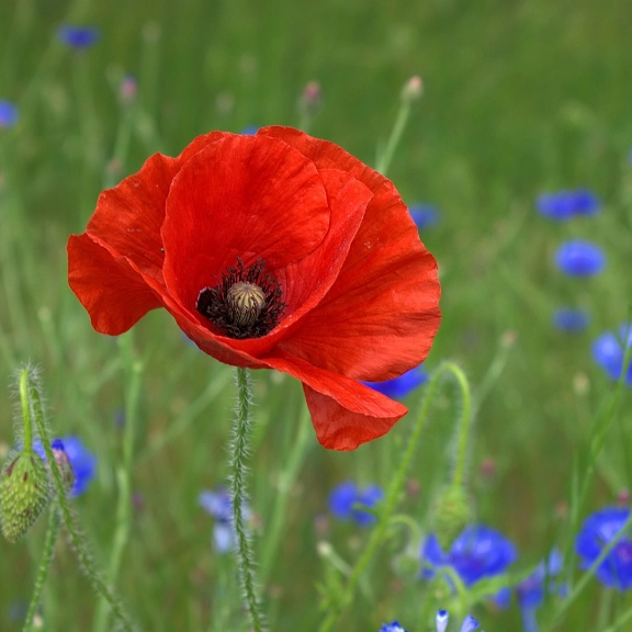 Medicinal Plants & Herbs