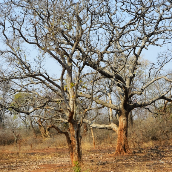 Breathing Forests/Trees