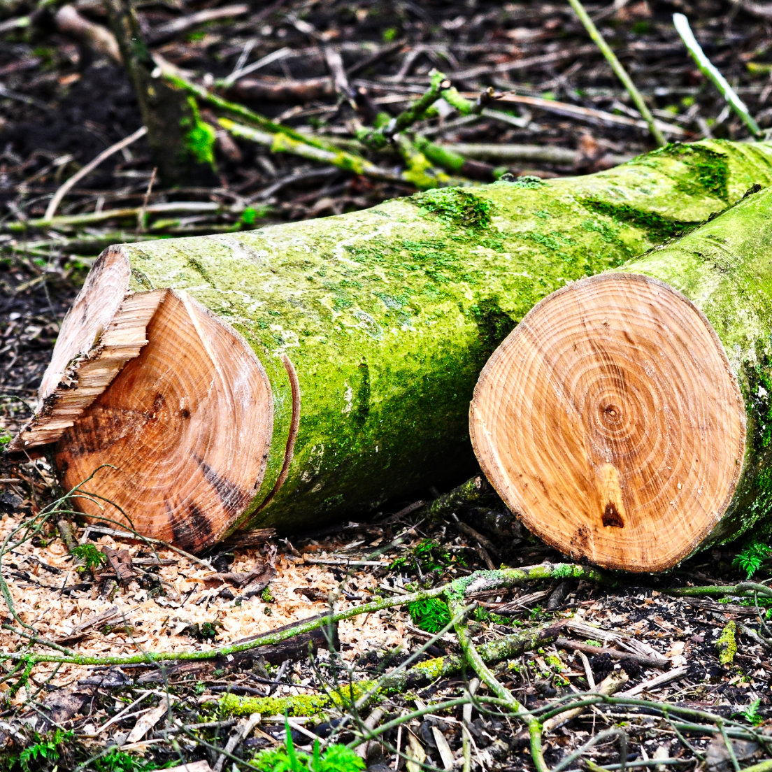 Around <span class="text-orange-50">42 million trees</span> are cut down every single day.